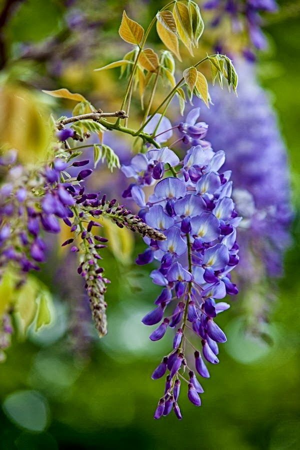 Wisteria