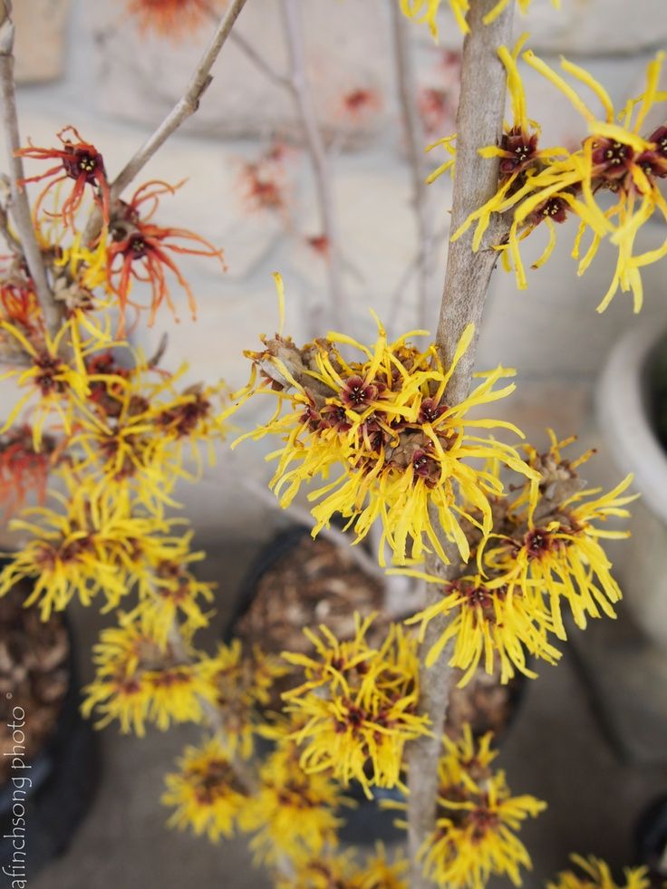 Witch Hazel