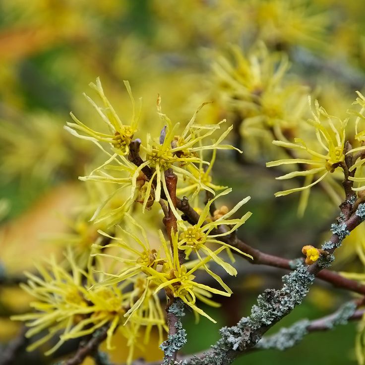 Witch Hazel (Hamamelis virginiana)