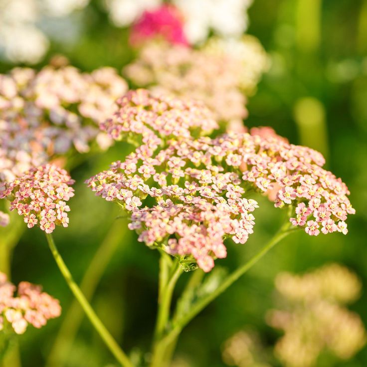 Yarrow