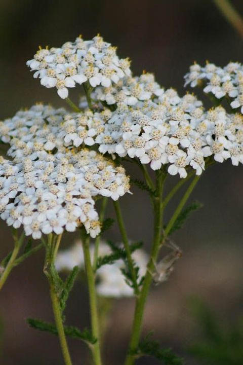 Yarrow (Achillea)