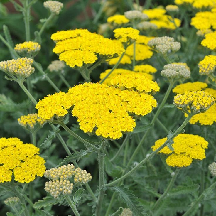 Yarrow (Achillea)