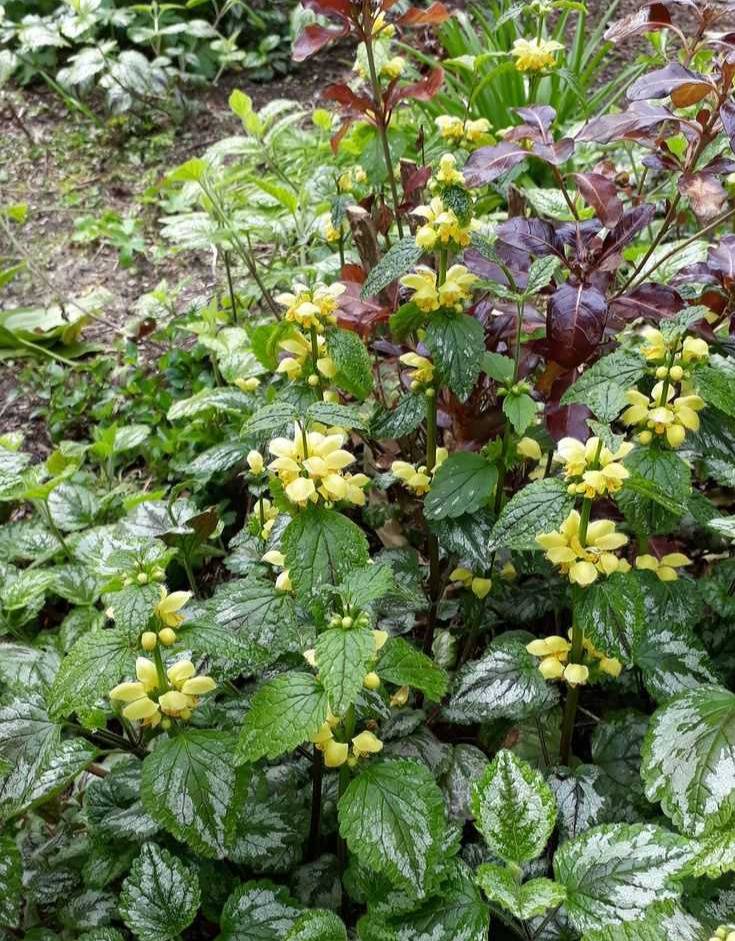 Yellow Archangel