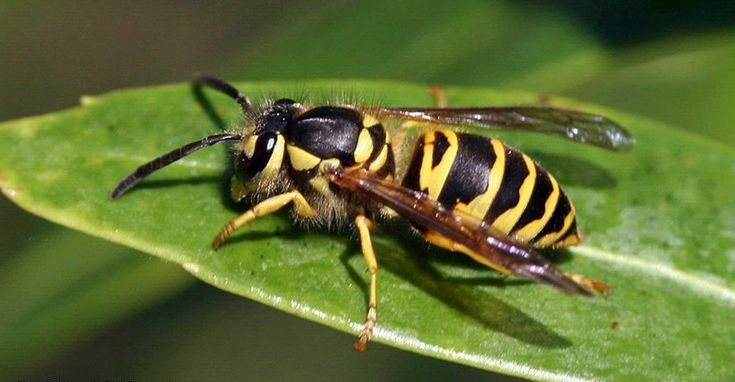 Yellow Jacket