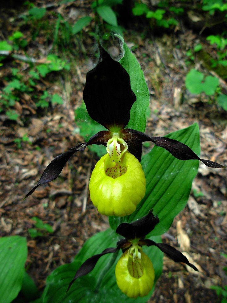 Yellow and Purple Lady Slipper