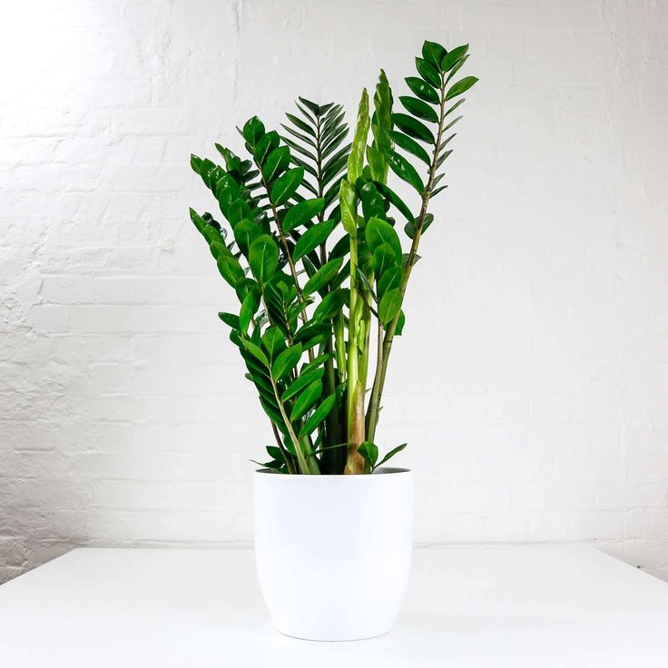 ZZ Plant (Zamioculcas zamiifolia)