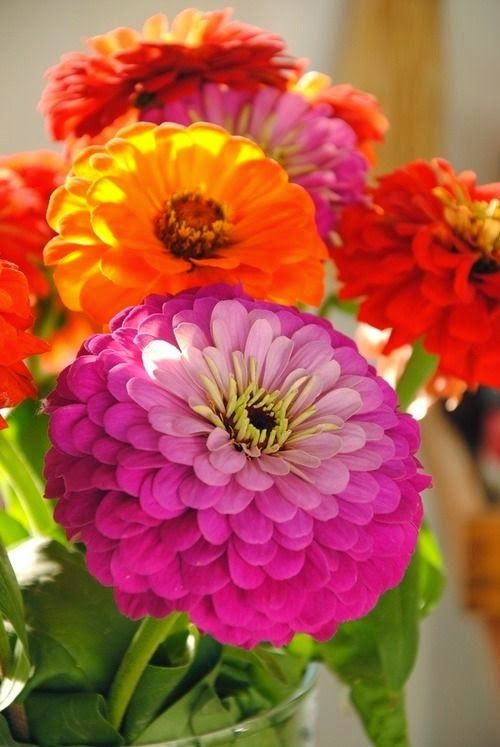 Zinnia