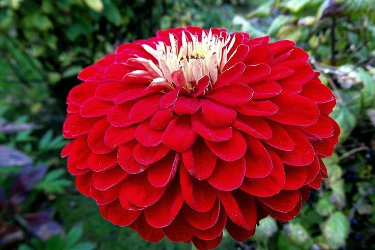 Zinnia Zeal