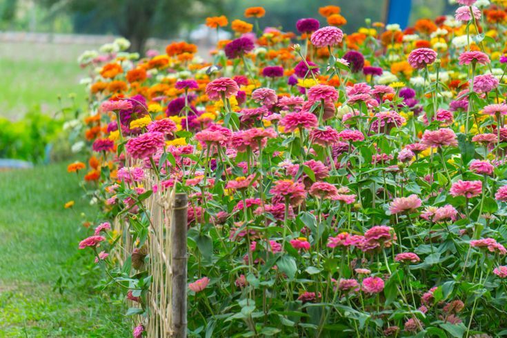 Zinnias