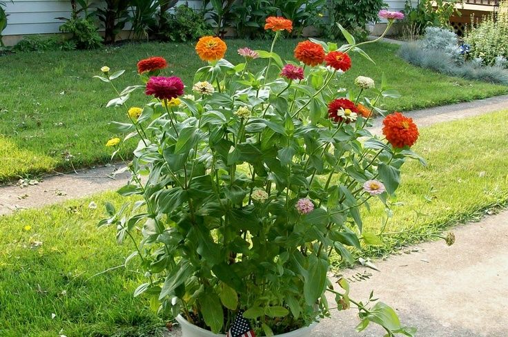 Zinnias