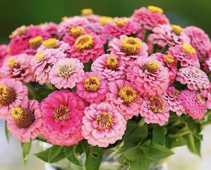 Zinnias