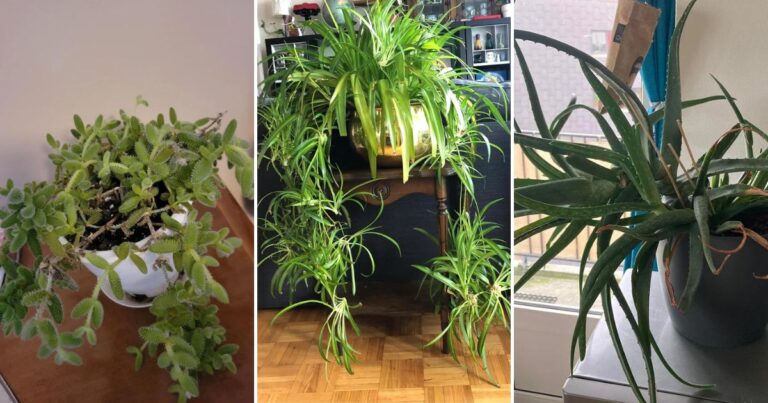 8 Easy Care Plants That Are Actually A Nightmare