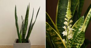 The Secret To Getting Your Snake Plant To Flower