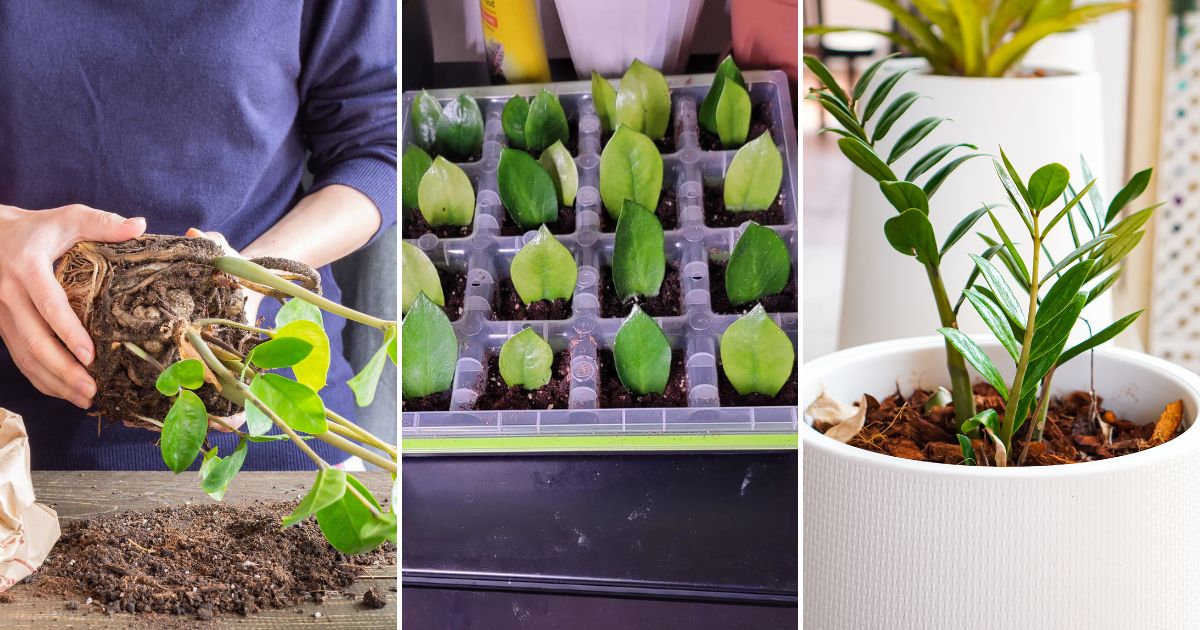 The Easiest Way to Propagate ZZ Plants (and 2 More Ways to Try)