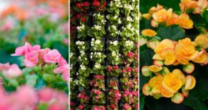 A Step-by-Step Guide for beautiful Begonias
