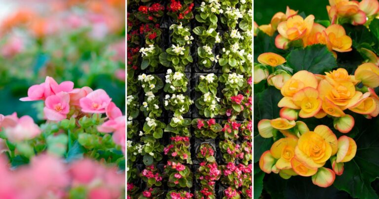 A Step-by-Step Guide for Beautiful Begonias