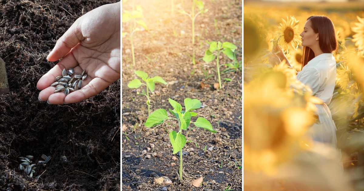 Transform Your Garden with Sunflowers: A Guide You Can’t Miss