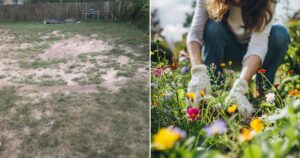 How to Cultivate a Thriving Wildflower Meadow