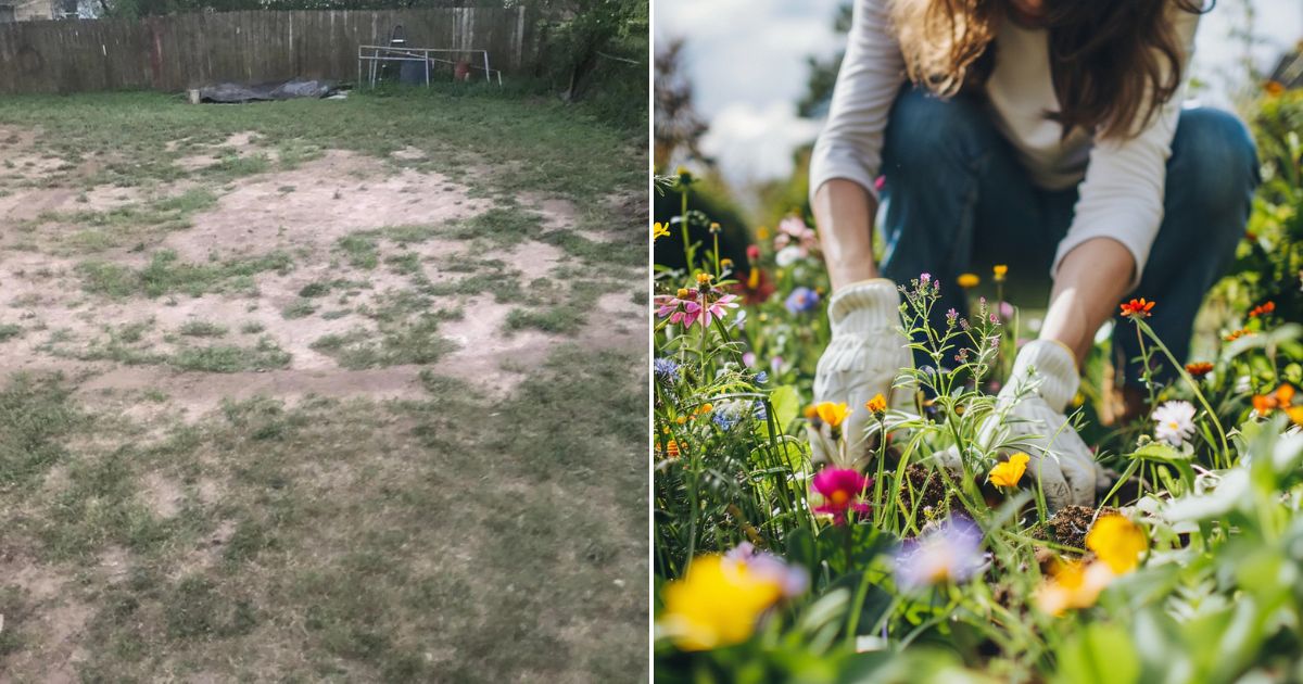 How to Cultivate a Thriving Wildflower Meadow