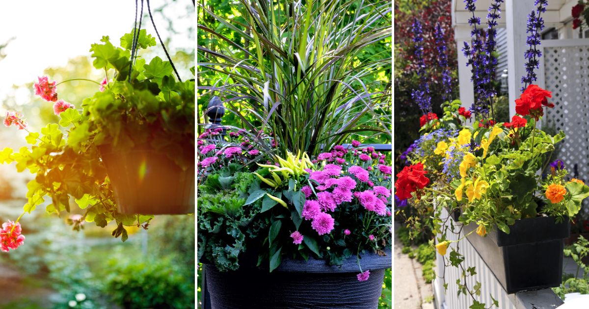 23 Beautiful Shade Flowers for Pots