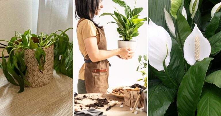 Want Your Peace Lily to Bloom Continuously? Here’s How!