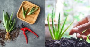 How to Grow Aloe Vera Plant