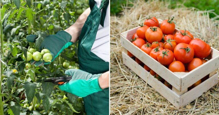 How to Prune Tomatoes for a Massive Harvest: Boost Your Yields Today