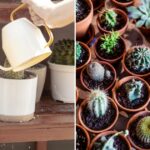 Succulents: Unveiling the Perfect Watering Routine