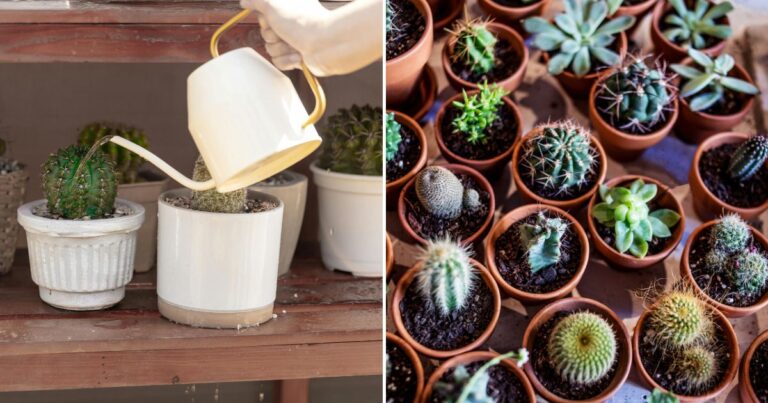 Succulents: Unveiling the Perfect Watering Routine