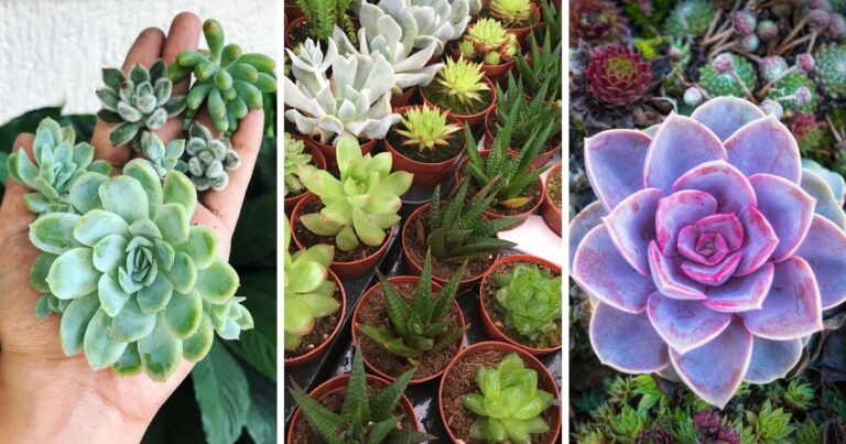 Unlocking the Secrets to Healthy Succulents