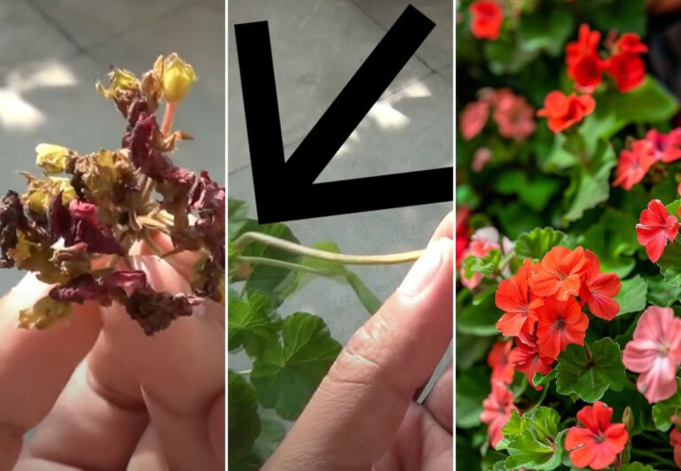 Deadheading Techniques for Abundant and Healthy Geraniums