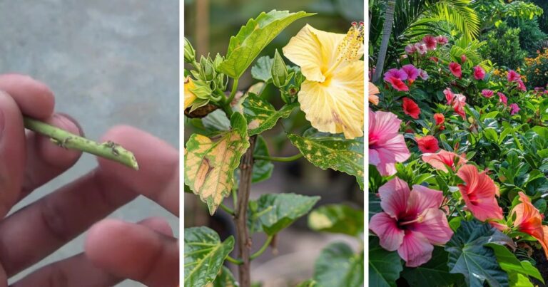 Mastering Hibiscus Growth: What You Need to Know