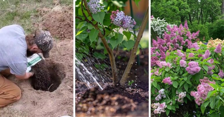 Lilac Bushes: Care Tips for Stunning Garden