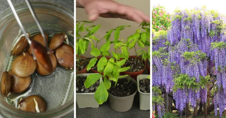 Garden Secrets: Growing and Caring for Beautiful Wisteria