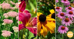 10 Low-Maintenance Perennials That Will Bloom Year After Year