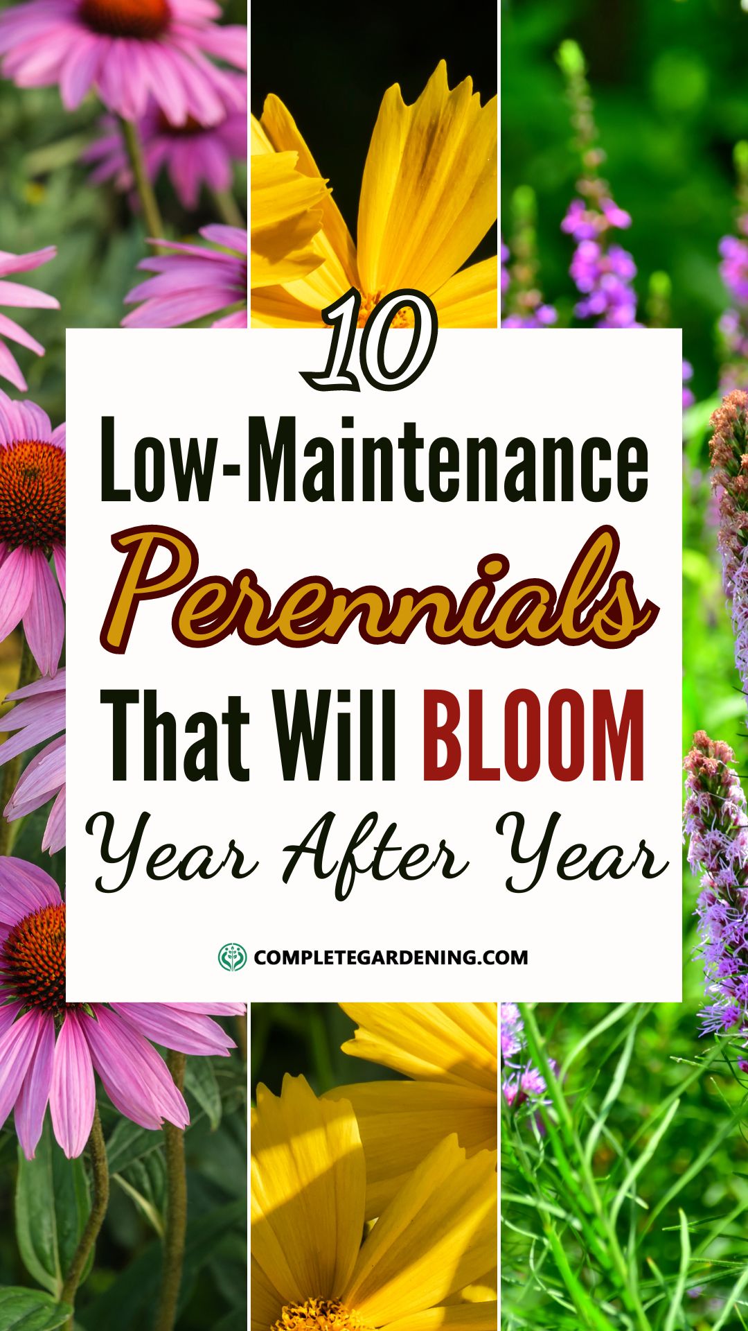 10 Low-Maintenance Perennials That Will Bloom Year After Year ...