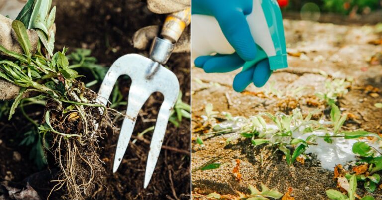 10 Natural Weed Control Methods That Won’t Harm Your Soil
