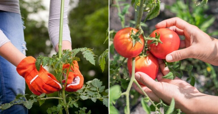13 Secrets to Growing the Perfect Tomatoes in Your Backyard