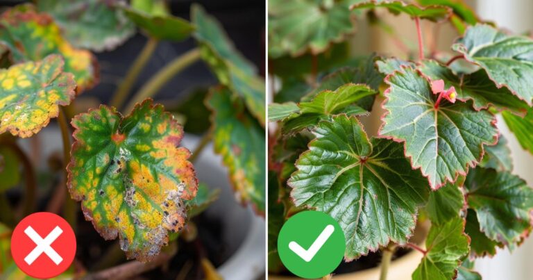 14 Natural Fungicides to Prevent and Treat Plant Diseases: Safe and Effective Solutions