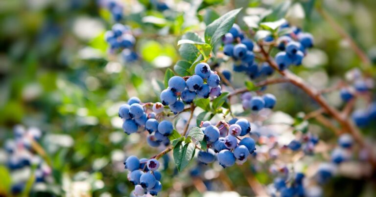 8 Foolproof Tips for Growing Healthy, Bountiful Blueberries