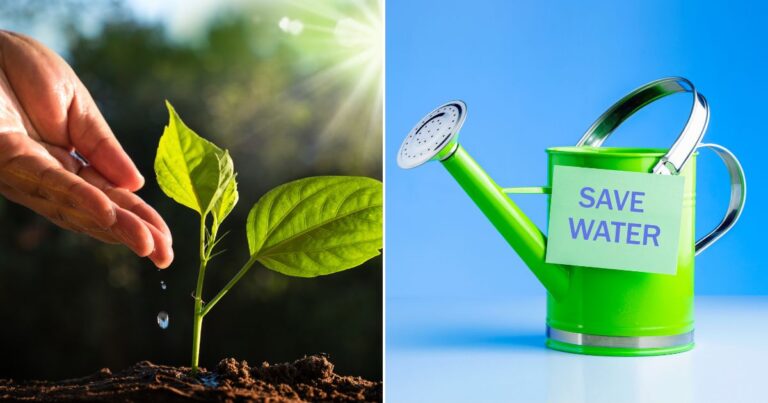8 Genius Ways to Save Water in Your Garden (Without Sacrificing Your Plants)