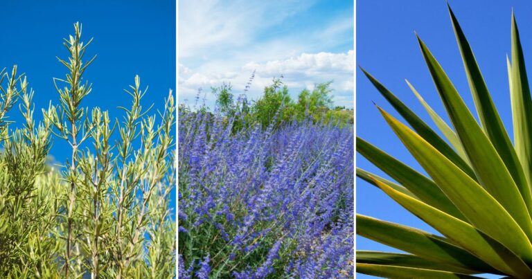 9 Drought-Tolerant Plants: Summer Survivors