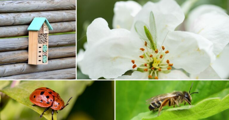 Attract These 11 Beneficial Insects to Your Garden Now!