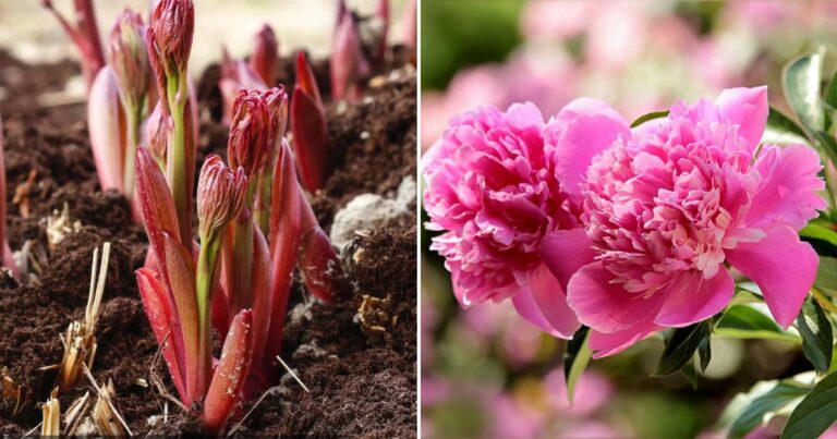 Best Practices for Fertilizing Peony Plants in Spring for Large Blooms