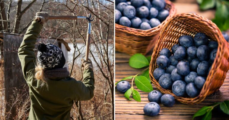 Blueberry Bush Pruning: Unlocking an Abundant Harvest