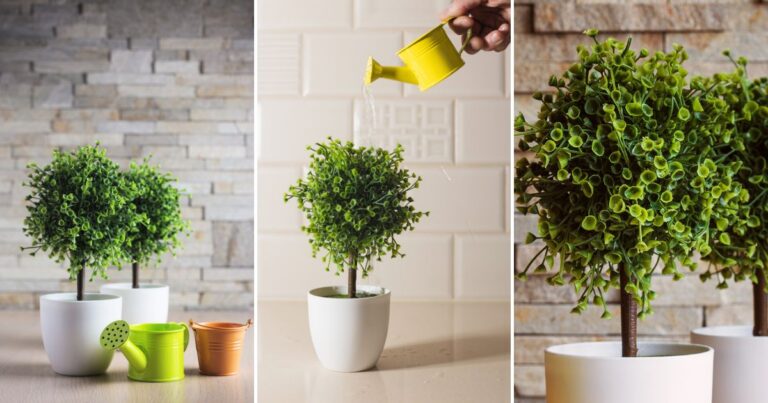 Bonsai Tree Watering: Are You Doing It Correctly?
