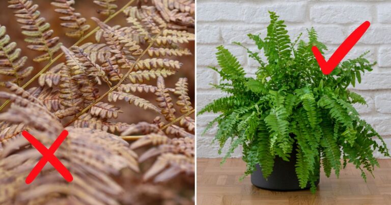 Can This Revive Your Wilted Fern? Find Out Now!