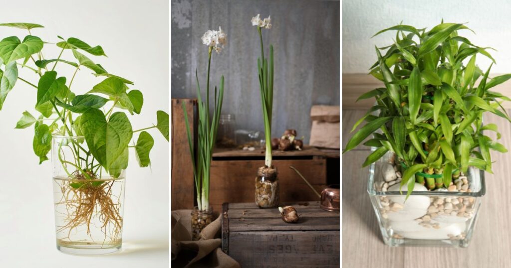 Ditch the Dirt: 22 Gorgeous Plants That Flourish in Water