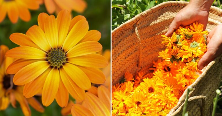 Effortless Gardening: 13 Self-Seeding Plants You’ll Love