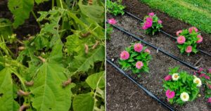 Why Every Gardener Should Plant Zinnias This Year